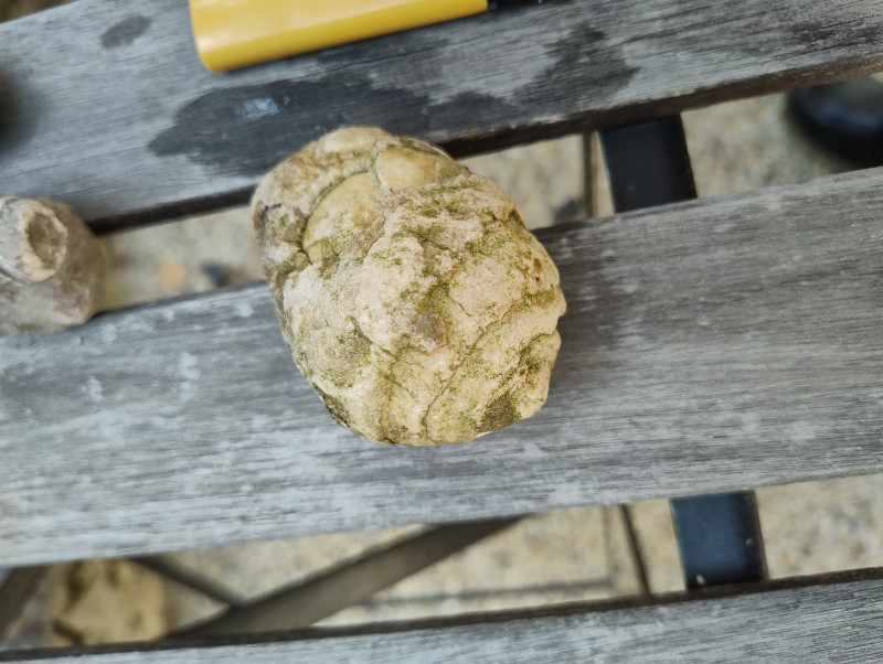Gastropode