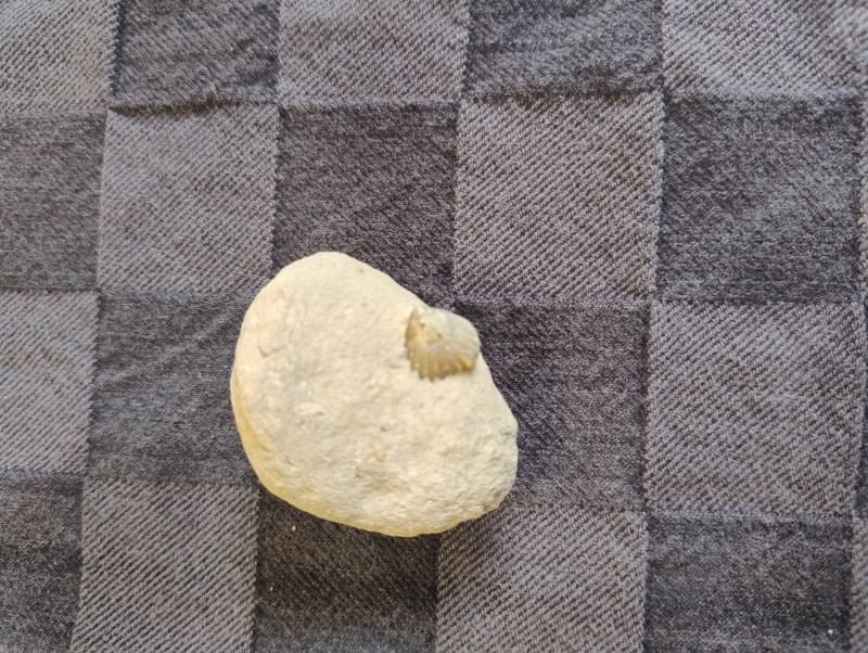 Brachiopode