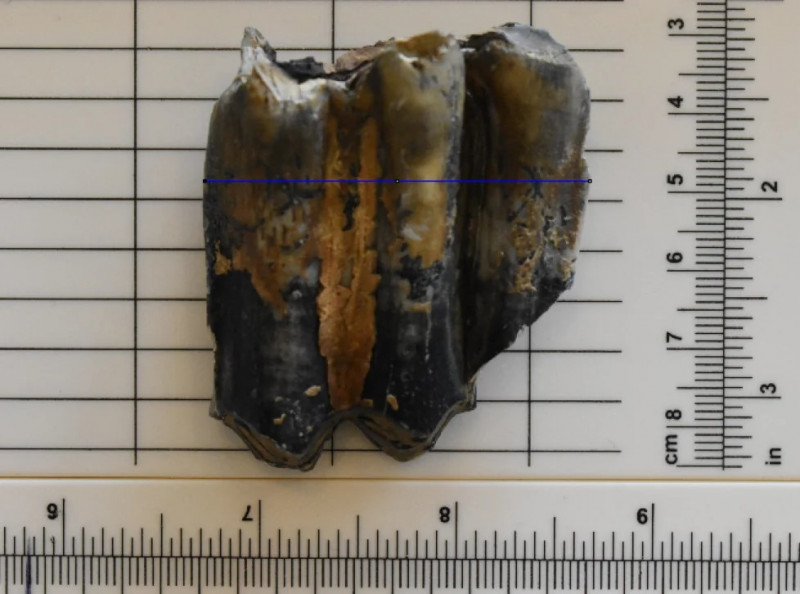found-a-molar-v0-eovuzh0muykf1.jpg