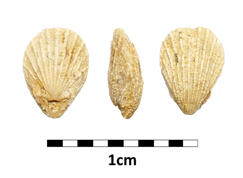 Selzerbeek_Anwen_Terebratulina chrysalis.jpg