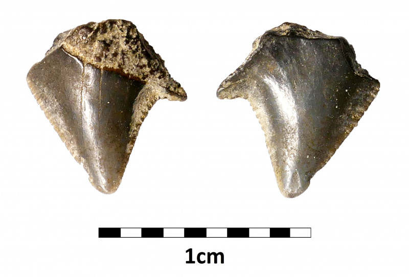 Selzerbeek_Pseudocorax_affinis.jpg