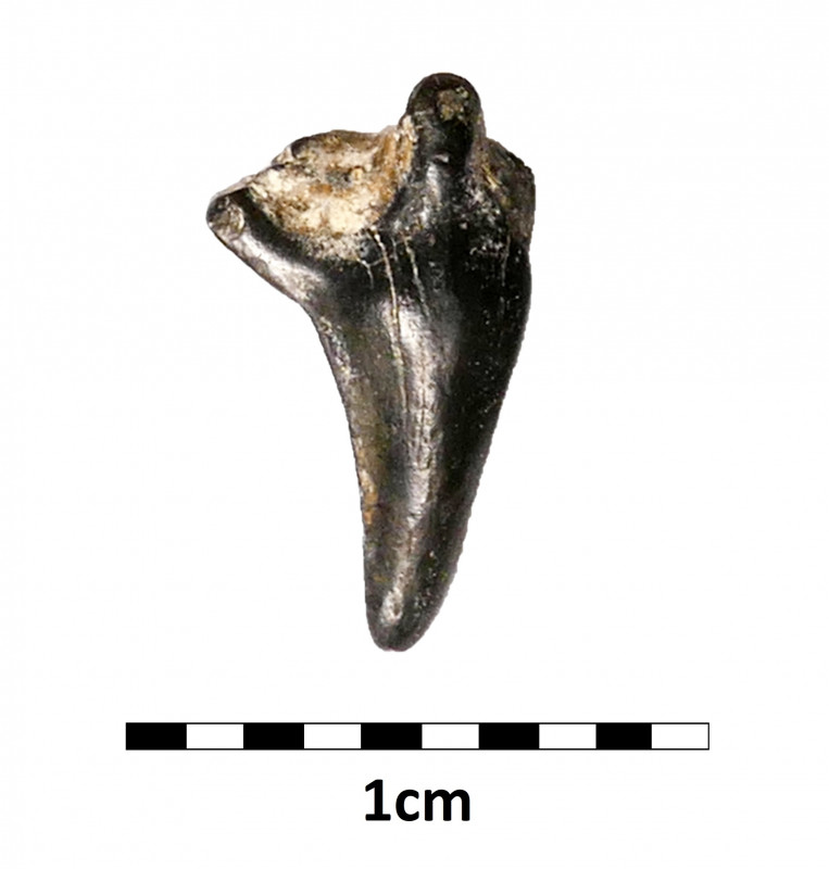 Selzerbeek_Squatina hassei.jpg