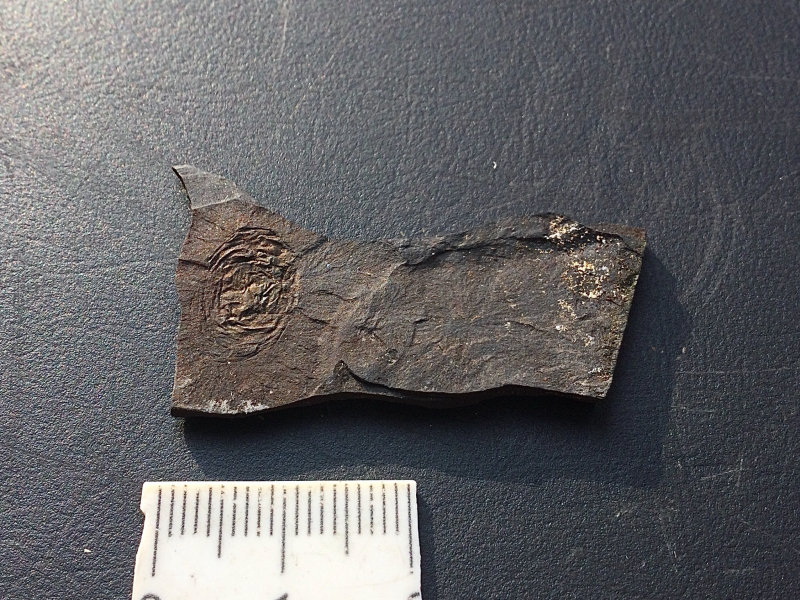 1. Ik denk dat dit een schelpje is.