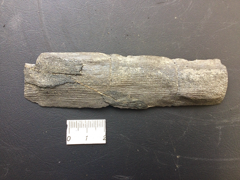 3. Dit is een leuk stukje omdat het volledig van de matrix is losgekomen en nu bestaat uit een dun blaadje Calamites.