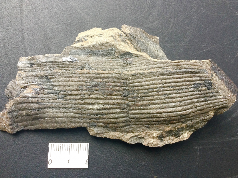 4. Calamites sp.