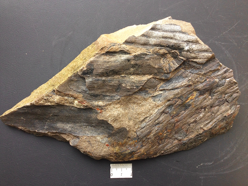 7. Brok met bijna alles: Lepidodendron, Sigillaria, Calamites, Cordaïtes