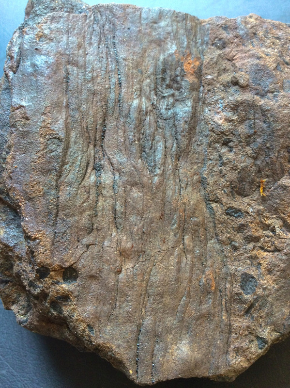 11. Een speciale structuur. Knorria misschien.