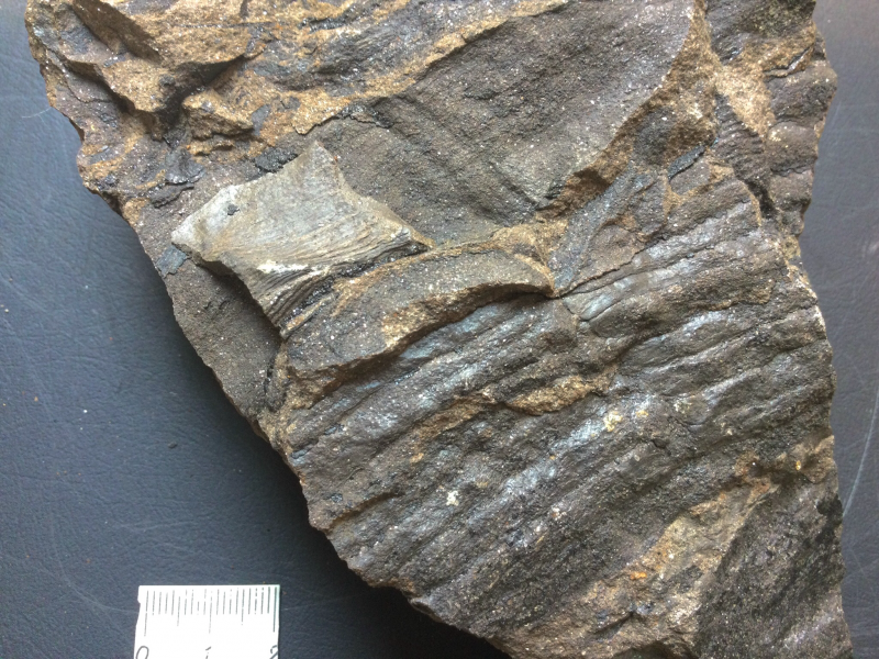 13. Sigillaria? (+ Calamites)