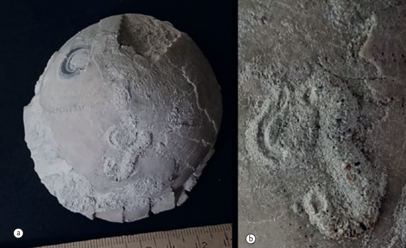 Zeeëgel met wormgang uit de ENCI.png