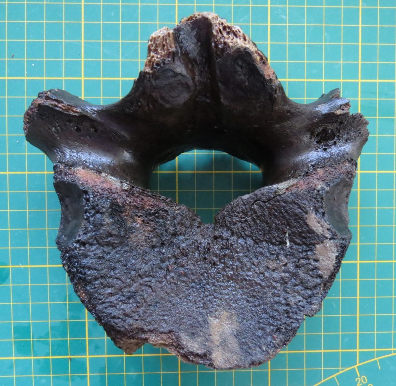 ZM 11-04-2020 Wervel groot-1.jpg (1.19 MiB) 519 keer bekeken ZM 11-04-2020 Wervel groot-1.jpg