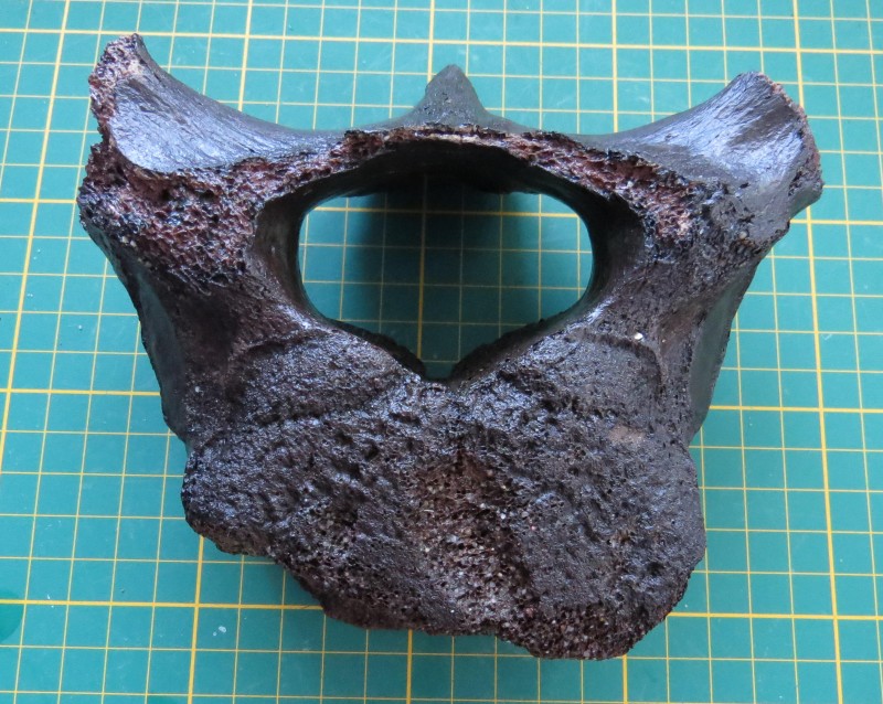 ZM 11-04-2020 Wervel groot-2.jpg (1.04 MiB) 519 keer bekeken ZM 11-04-2020 Wervel groot-2.jpg