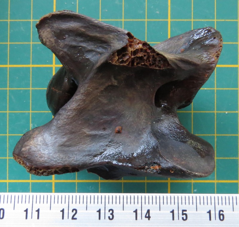 ZM 11-04-2020 Wervel klein-2.jpg (555.26 KiB) 657 keer bekeken ZM 11-04-2020 Wervel klein-2.jpg