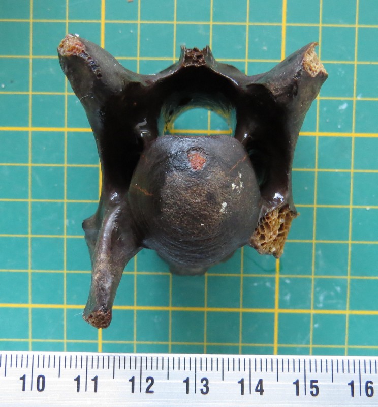 ZM 11-04-2020 Wervel klein-3.jpg (543.45 KiB) 658 keer bekeken ZM 11-04-2020 Wervel klein-3.jpg