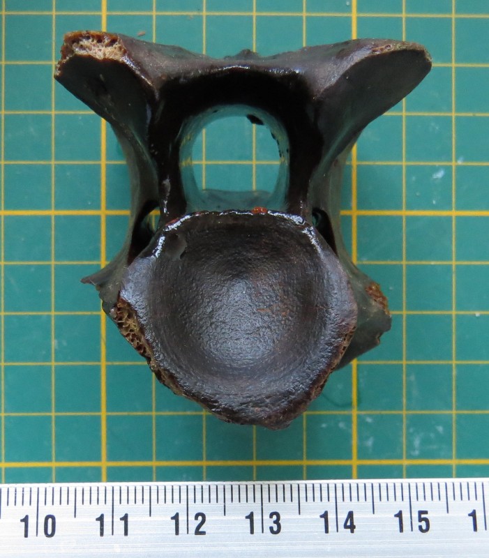 ZM 11-04-2020 Wervel klein-4.jpg (475.91 KiB) 657 keer bekeken ZM 11-04-2020 Wervel klein-4.jpg