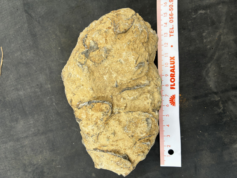 IMG_2498.jpeg (6.25 MiB) 3330 keer bekeken IMG_2498.jpeg