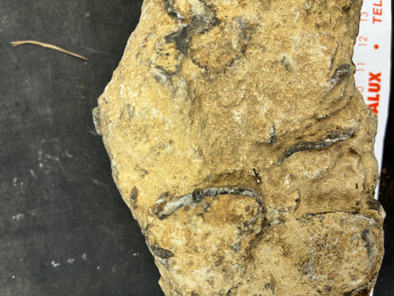 IMG_2500.jpeg (5.15 MiB) 3330 keer bekeken IMG_2500.jpeg