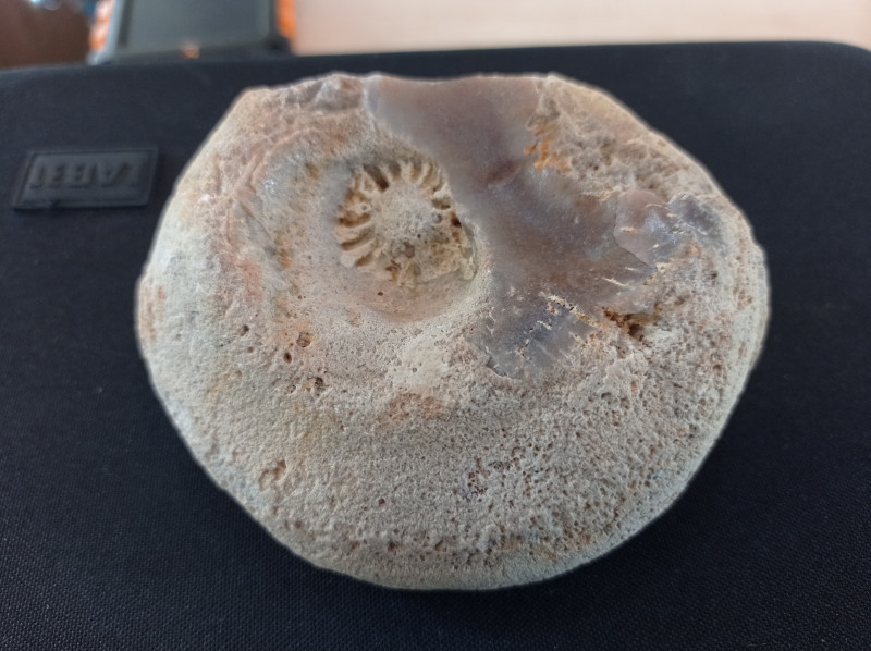 Aulocopium op Astylospongia gegroeid W PdV.jpg