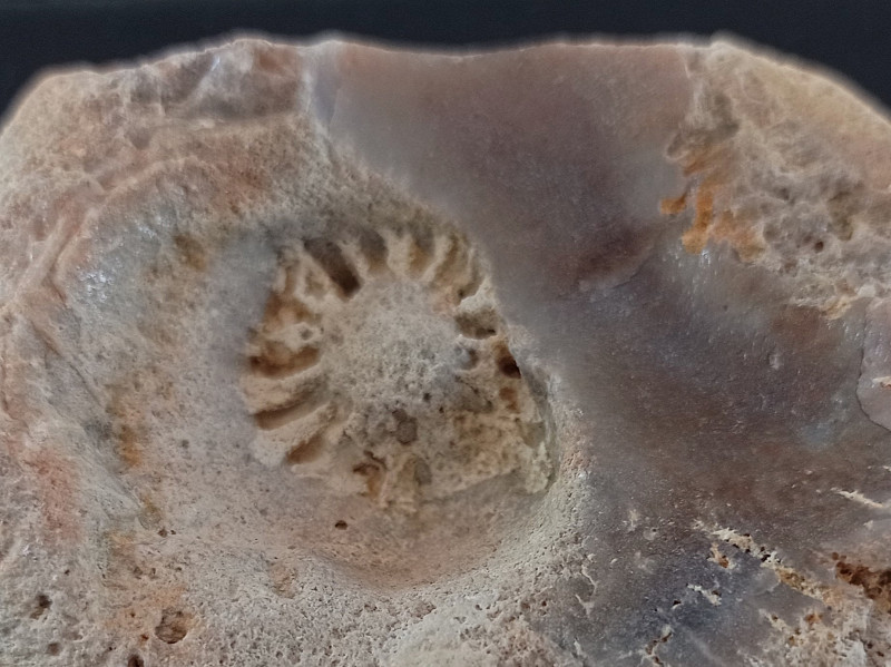 Aulocopium op Astylospongia gegroeid PdV.jpg