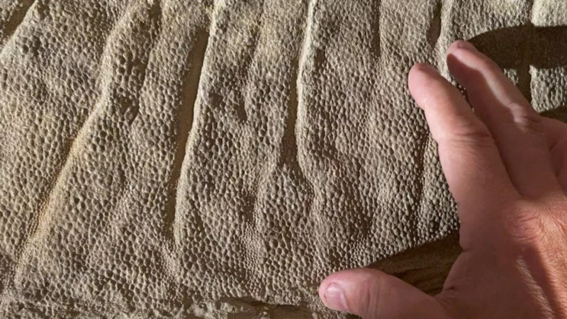 Edmontosaurus annectens skin.jpg