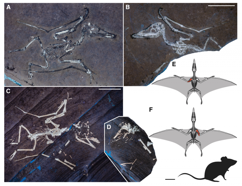 Jonge pterosauriërs.png