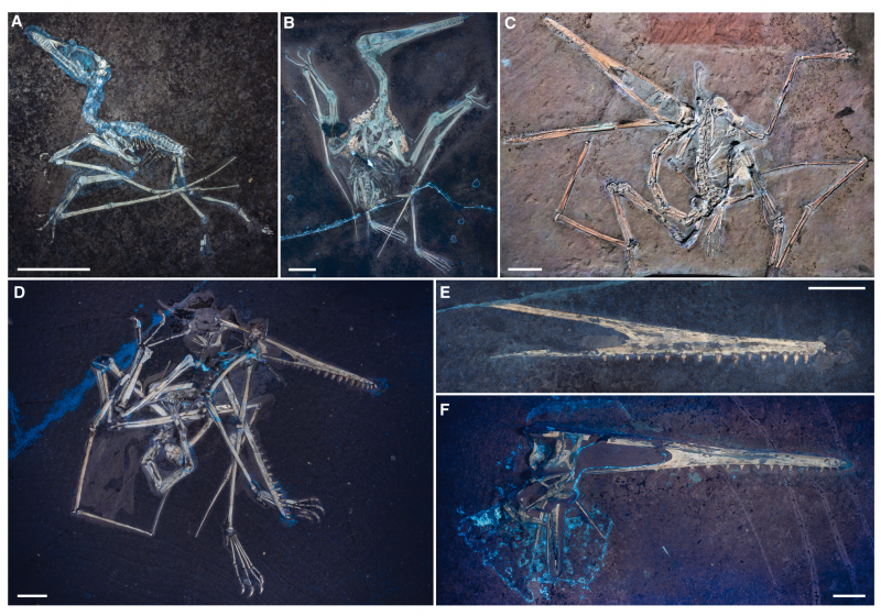 Pterodactlylus antiquus onder UV-belichting.png