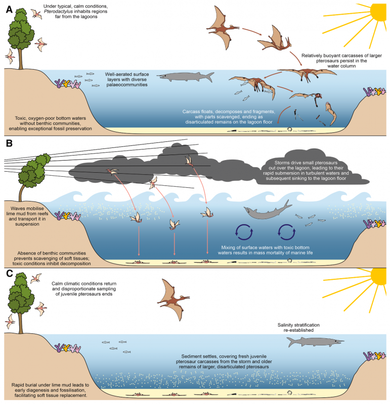 Pterosaurus taphanomie in Solnhofen.png