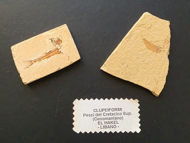 Clupeiforme vissen, El Hakel, Libanon 01.jpg