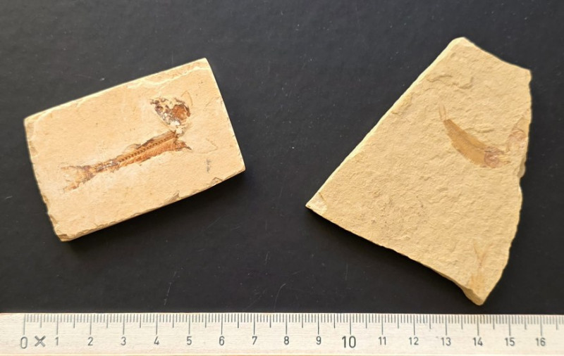 Clupeiforme vissen, El Hakel, Libanon 02.jpg