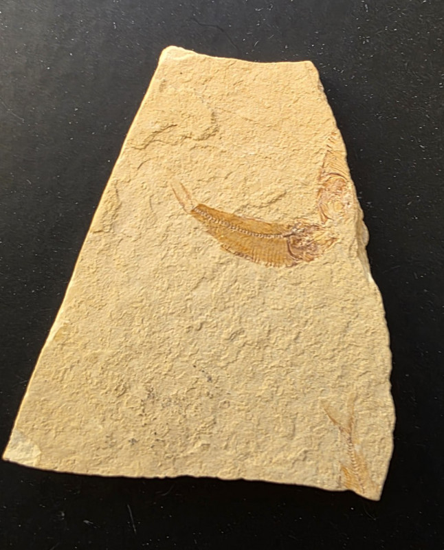 Clupeiforme vissen, El Hakel, Libanon 03.jpg