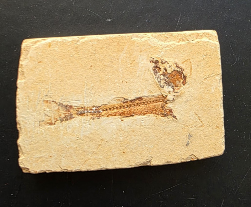 Clupeiforme vissen, El Hakel, Libanon 04.jpg