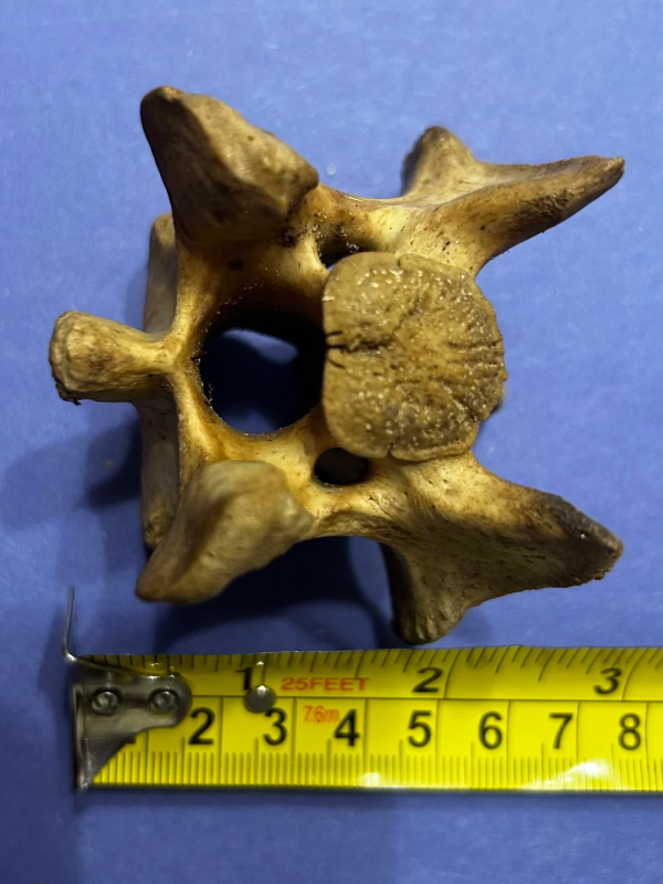 Deer vertebra.png