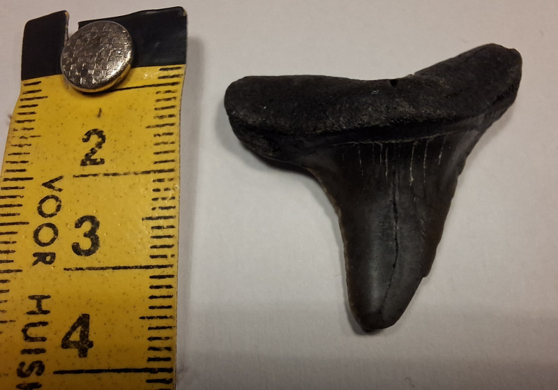 Tand 1.jpeg (998.33 KiB) 168 keer bekeken Tand 1.jpeg