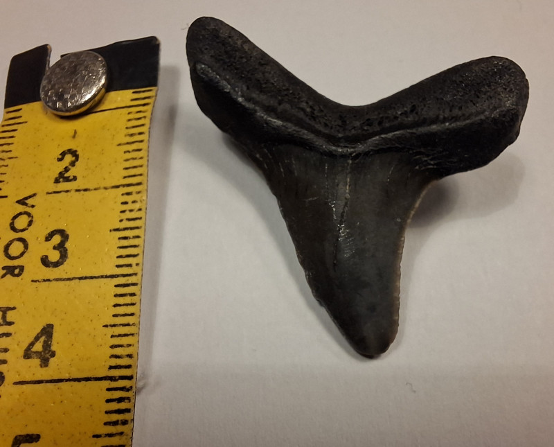 Tand 2.jpeg (995.29 KiB) 167 keer bekeken Tand 2.jpeg