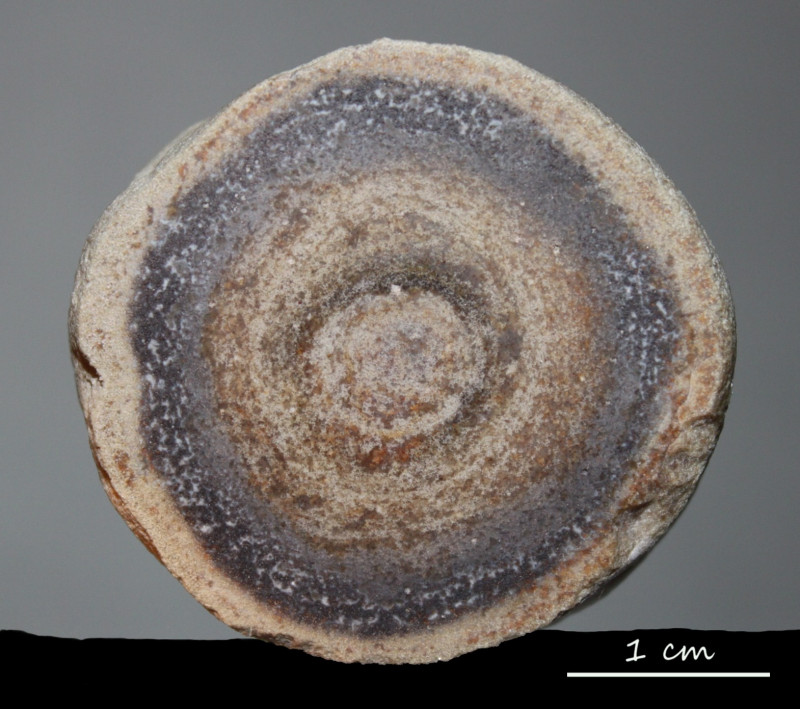 Chiastoclonella 'globula' holotype TK .jpg