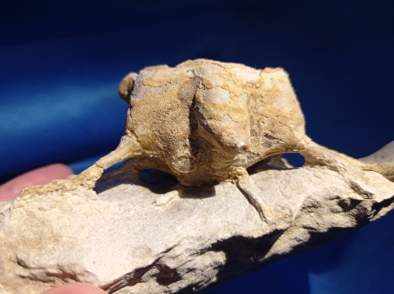 Becksia soekelandi Coesfeld .jpg