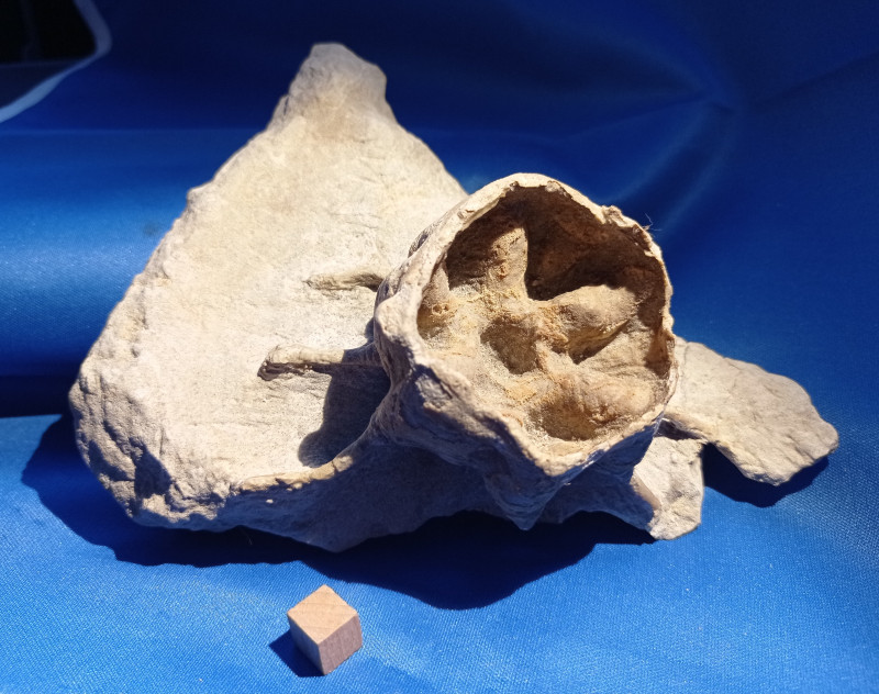 Becksia soekelandi Coesfeld.jpg