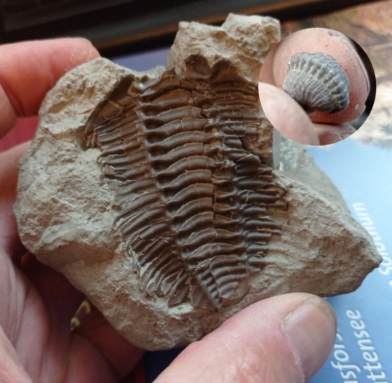 Trilobieten Mulde Mergels.JPG