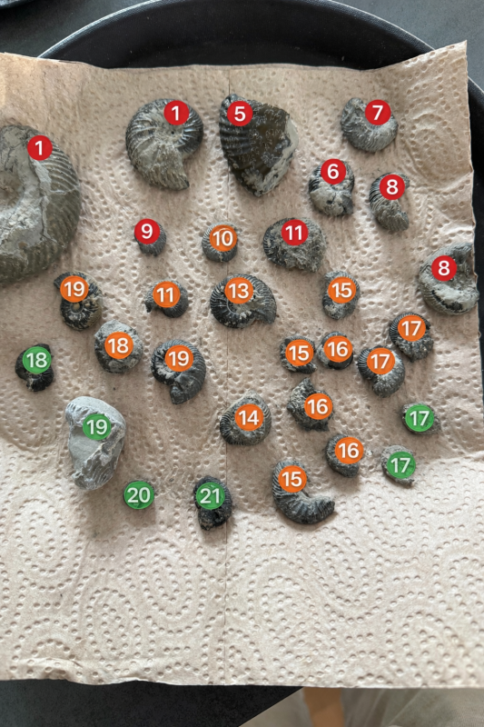 Fossielcollectie met risicoscores op schaal.PNG