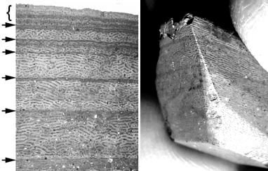 bot 3 rechts vergeleken.JPG