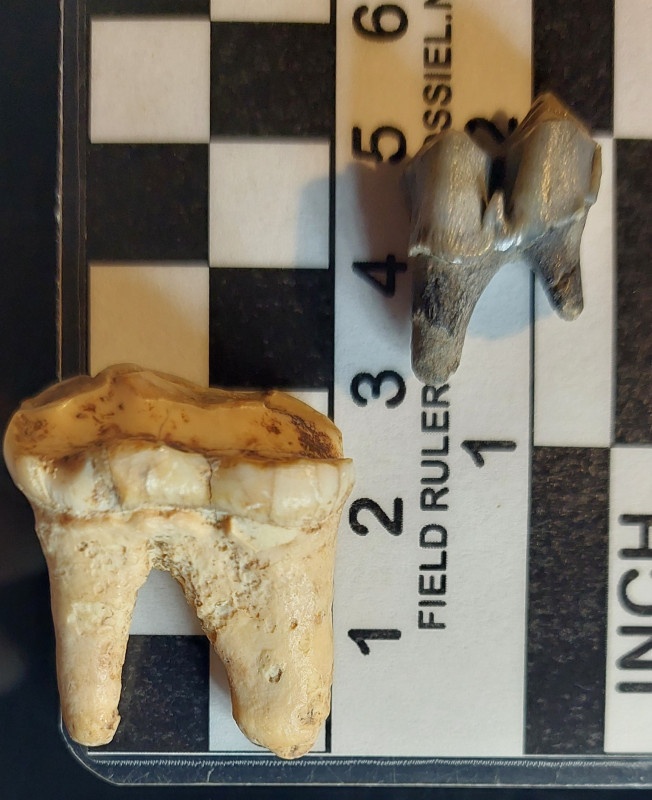 20260127_181801.jpg (847.7 KiB) 413 keer bekeken 20260127_181801.jpg