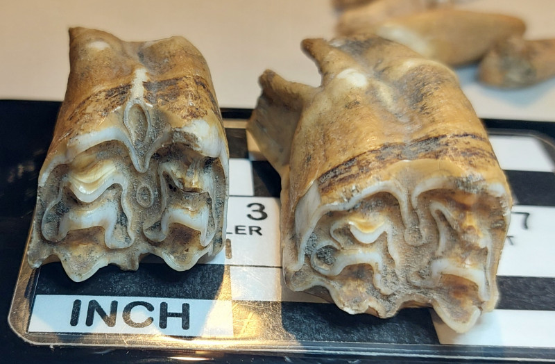 verm. Paard.jpg (798.34 KiB) 262 keer bekeken verm. Paard.jpg