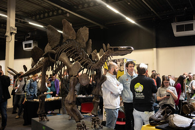 Oertijd museum Boxtel met hun stegosaurus. Die overigens verrassend snel op en af te bouwen is. Daar kan ikea nog iets van leren.