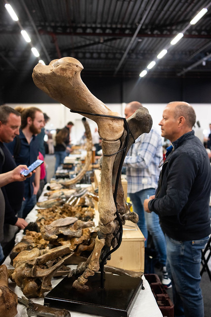 Jeroen Kempers (rechts) van North Sea Fossils, Urk met de voorpoot van een wolharige neushoorn