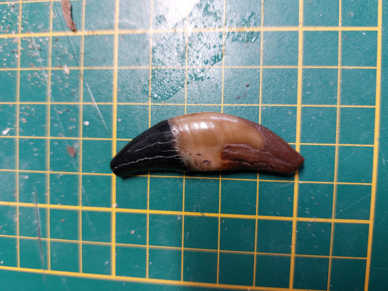 IMG_1973.jpeg (5.83 MiB) 261 keer bekeken IMG_1973.jpeg