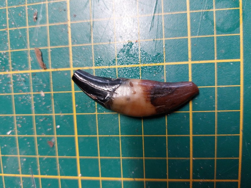 IMG_1974.jpeg (5.87 MiB) 263 keer bekeken IMG_1974.jpeg