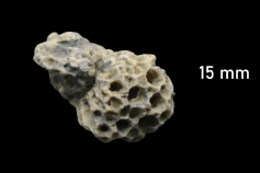 Screenshot 2026-03-01 at 13-03-59 Zandwinning excursie Dag 2 - Paleontica Community.png