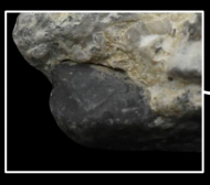 Screenshot 2026-03-01 at 13-02-26 Zandwinning excursie Dag 2 - Paleontica Community.png