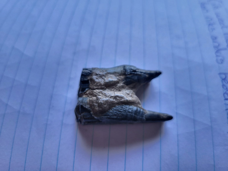 WhatsApp Image 2026-03-22 at 13.17.08.jpeg