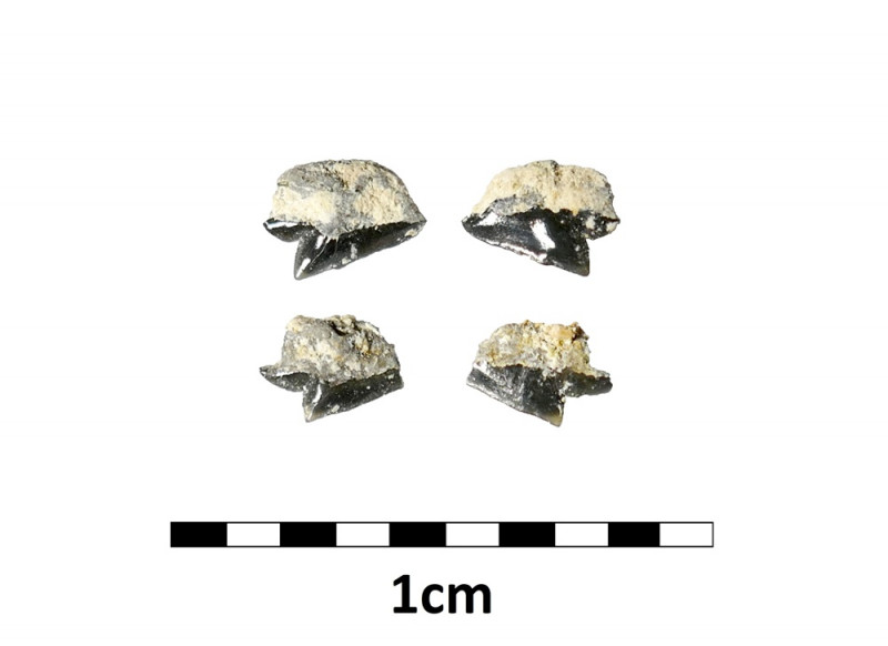 ENCI_Centrophoroides appendiculatus.jpg