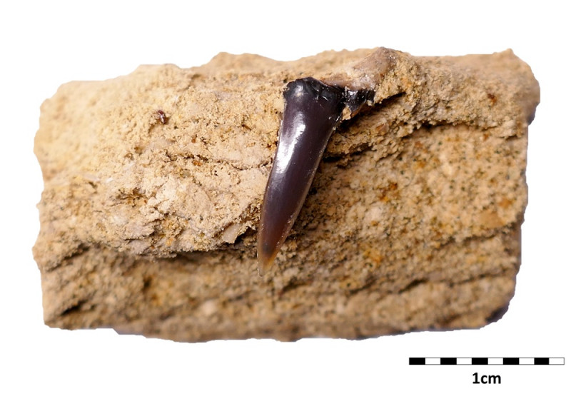 ENCI_Palaeohypotodus bronni.jpg